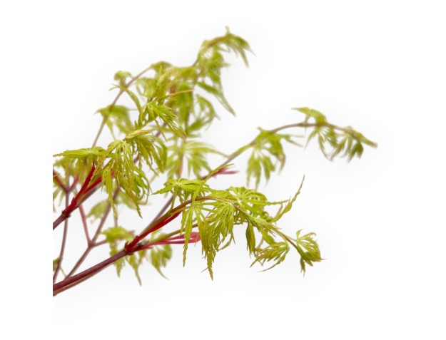 Acer Palmatum Dissectum Seiryu - Maple - 44 cm 2