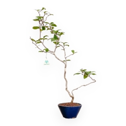 Camellia Japonica - Camellia - 64 cm