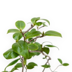 Camellia Japonica - Camellia - 64 cm