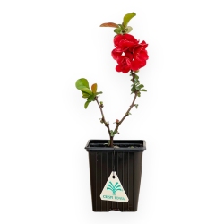 Chaenomeles pw scarlet storm - 25 cm