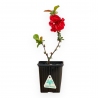 Chaenomeles pw scarlet storm - 25 cm