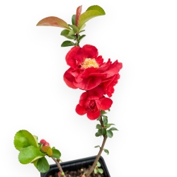 Chaenomeles pw scarlet storm - 25 cm