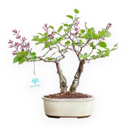 Syringa Vulgaris - Lillà - 30 cm
