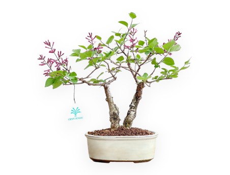Syringa Vulgaris - Lilac - 30 cm