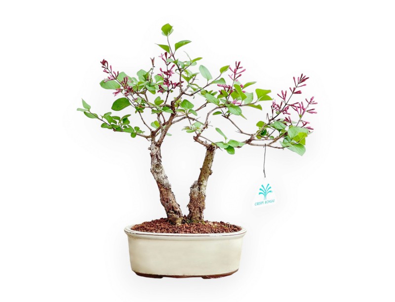 Syringa Vulgaris - Lilac - 30 cm