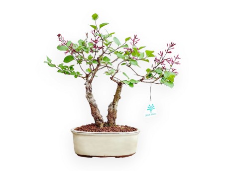 Syringa Vulgaris - Lilac - 30 cm