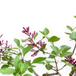 Syringa Vulgaris - Lillà - 30 cm