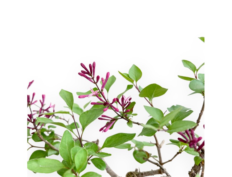 Syringa Vulgaris - Lilac - 30 cm