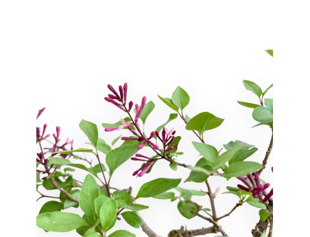 Syringa Vulgaris - Lilas - 30 cm
