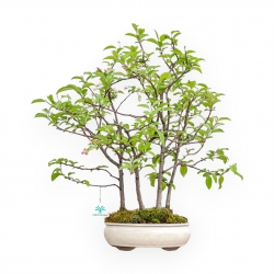 Malus Evereste - Apple Tree - 57 cm