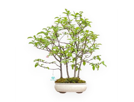 Malus Evereste - Melo - 57 cm