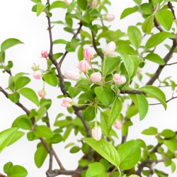 Malus Evereste - Apple Tree - 57 cm