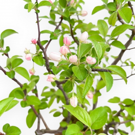 Malus Evereste - Melo - 57 cm