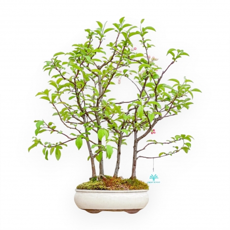 Malus Evereste - Pommier - 57 cm