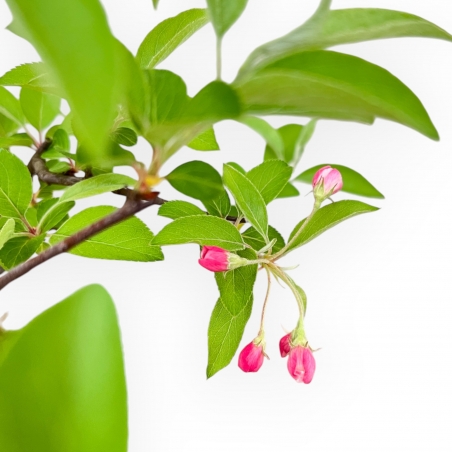 Malus Evereste - Apple Tree - 57 cm