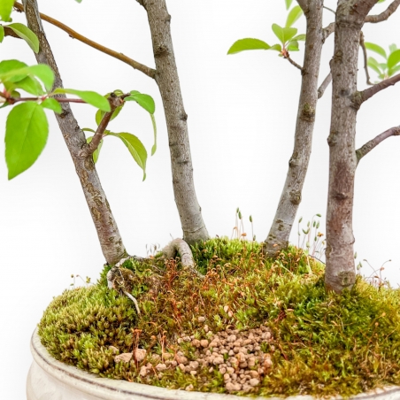 Malus Evereste - Pommier - 57 cm