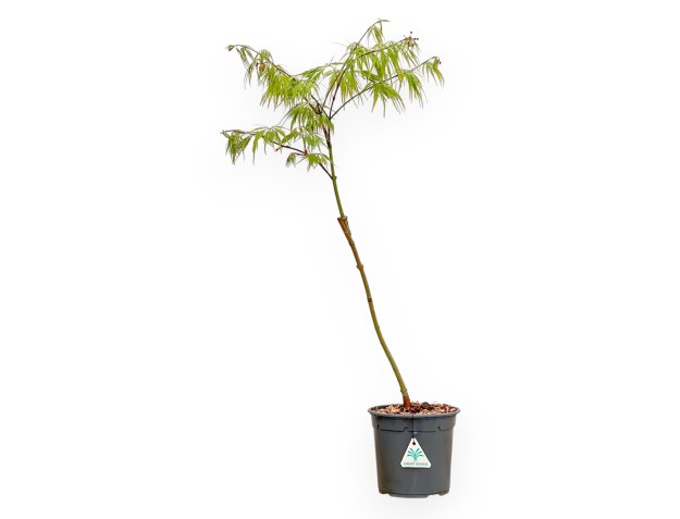 Acer Palmatum Dissectum - Maple - 73 cm