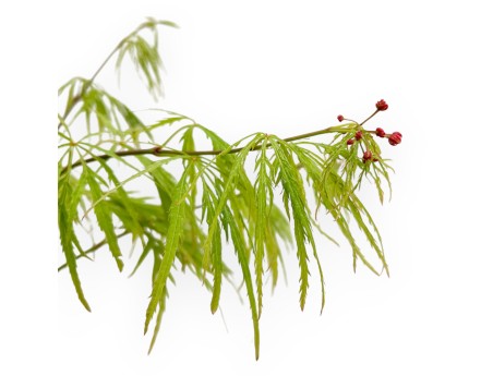 Acer Palmatum Dissectum - Acero - 73 cm