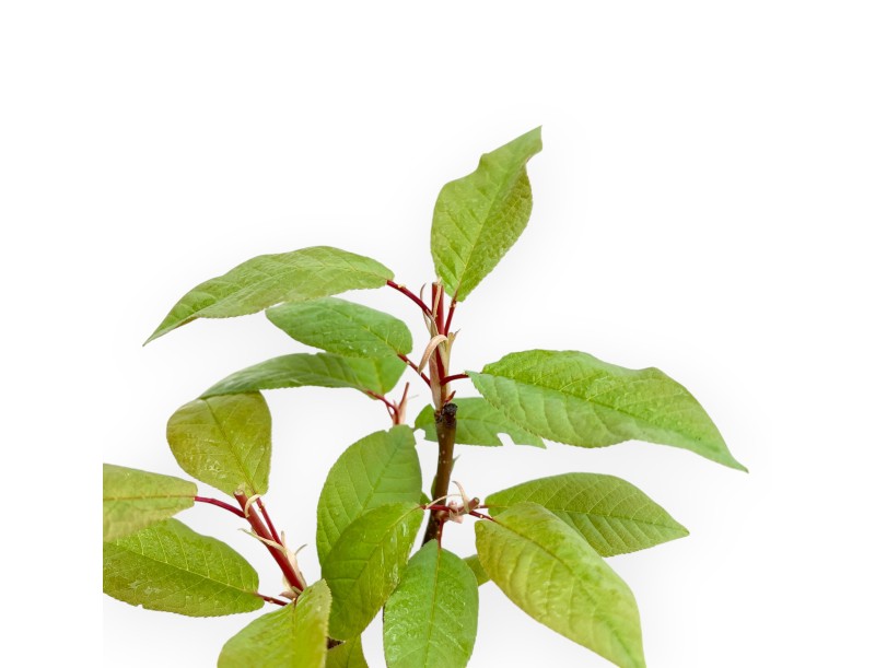 Prunus Padus - 36 cm