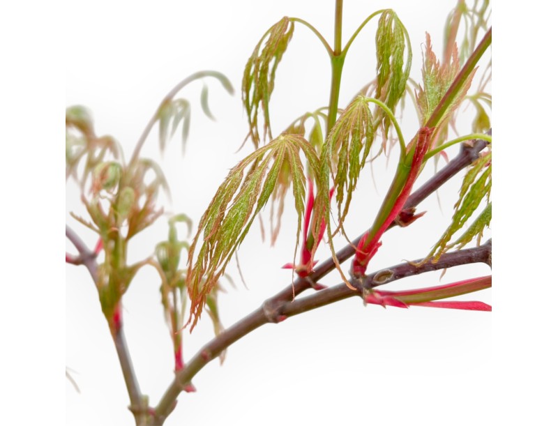 Acer Palmatum Dissectum Seiryu - Esdoorn - 73 cm
