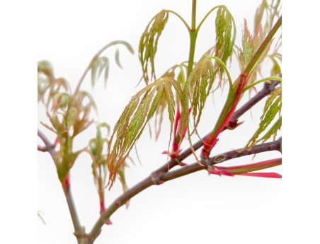 Acer Palmatum Dissectum Seiryu - Ahorne - 73 cm