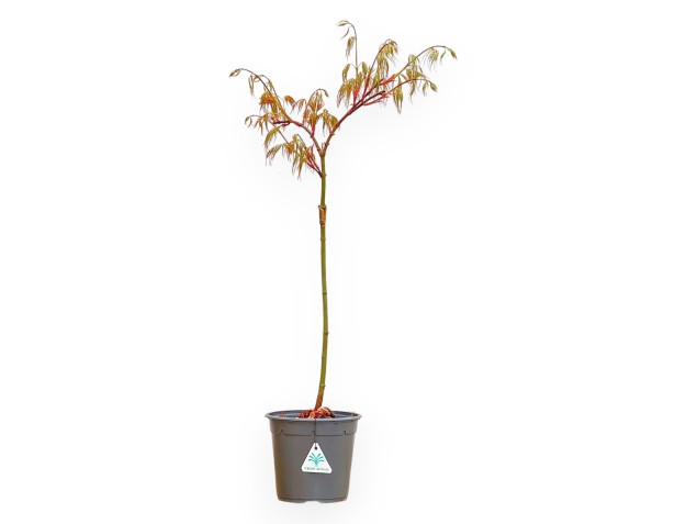 Acer Palmatum Dissectum Seiryu - Arce - 73 cm