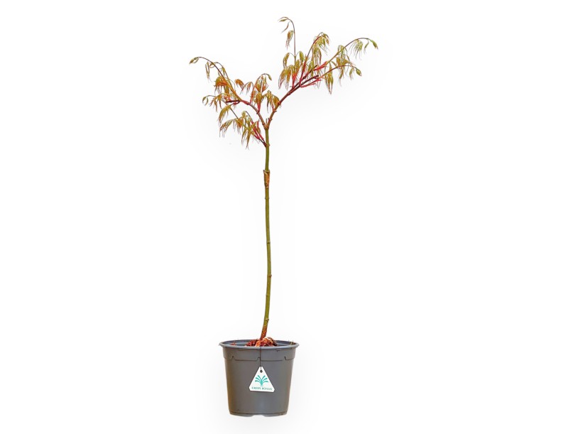 Acer Palmatum Dissectum Seiryu - Maple - 73 cm