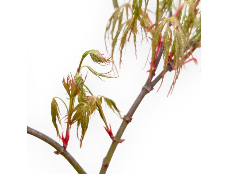 Acer Palmatum Dissectum Seiryu - Ahorne - 73 cm
