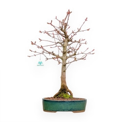 Field Maple - Maple - 58 cm