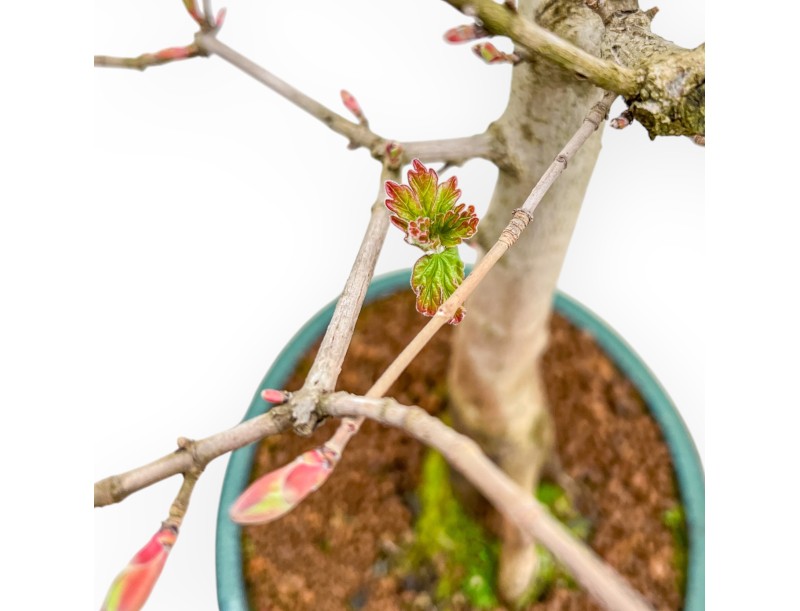 Field Maple - Maple - 58 cm