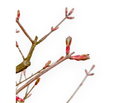 Field Maple - Maple - 58 cm