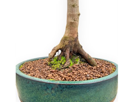 Field Maple - Maple - 58 cm