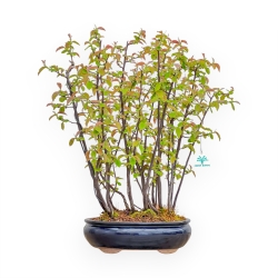 Pseudocydonia Chinensis - Cotogno - 56 cm