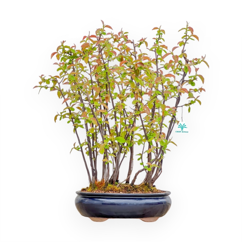 Pseudocydonia Chinensis - Cotogno - 56 cm