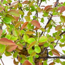Pseudocydonia Chinensis - Apple Tree - 56 cm