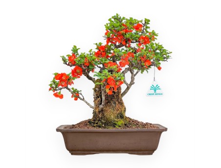 Chaenomeles Chojubai - Cotogno - 33 cm