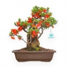 Chaenomeles Chojubai - Cotogno - 33 cm