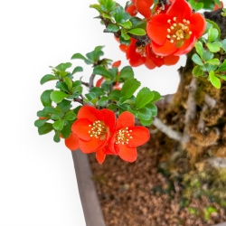 Chaenomeles Chojubai - Cotogno - 33 cm