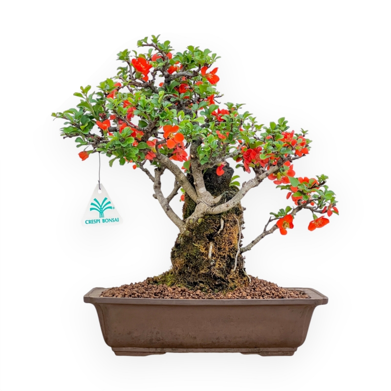 Chaenomeles Chojubai - Cotogno - 33 cm