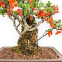 Chaenomeles Chojubai - Asian Quince - 33 cm