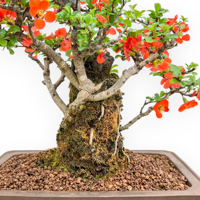 Chaenomeles Chojubai - Cotogno - 33 cm