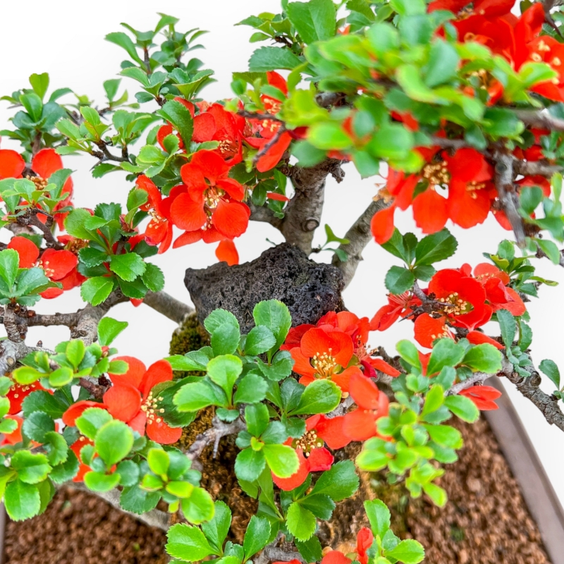 Chaenomeles Chojubai - Asian Quince - 33 cm
