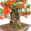 Chaenomeles Chojubai - Asian Quince - 33 cm