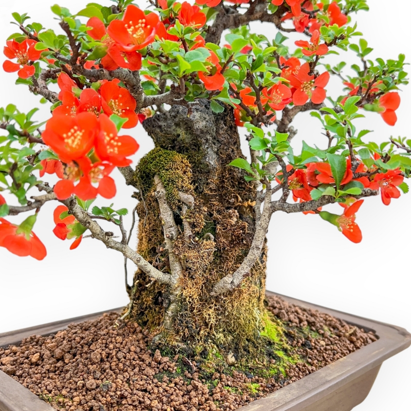 Chaenomeles Chojubai - Cotogno - 33 cm