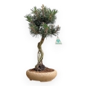 Pinus Thunbergii Kotobuki - Pino Nero - 41 cm
