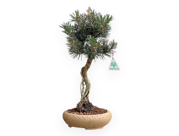 Pinus Thunbergii Kotobuki - Zwart Den - 41 cm