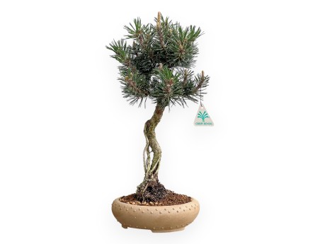 Pinus Thunbergii Kotobuki - Pino Negro - 41 cm