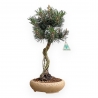 Pinus Thunbergii Kotobuki - Pino Nero - 41 cm