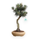 Pinus Thunbergii Kotobuki - Pino Nero - 41 cm