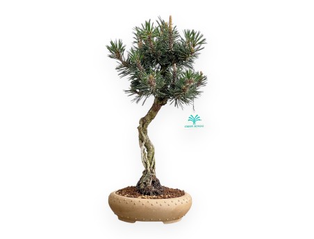 Pinus Thunbergii Kotobuki - Zwart Den - 41 cm